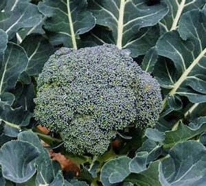 Chou Brocoli