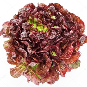 Feuille de chêne rouge